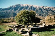An oak tree growing in ruins of temple of dodona in Italy