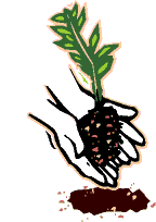 planting a little tree