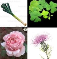 top left: Leaks from Wales, top right Clover from Ireland, bottom left: Rose from England and bottom right: Thistle from Scotland