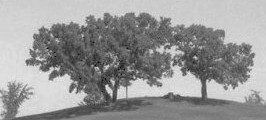 Hill of Three Oaks