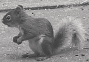 A Squirrel