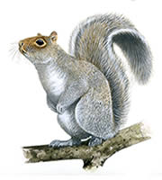 Grey Squirrels