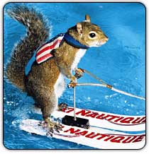 Twiggy the Skiing Squirrel