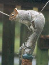 Squirrel thief